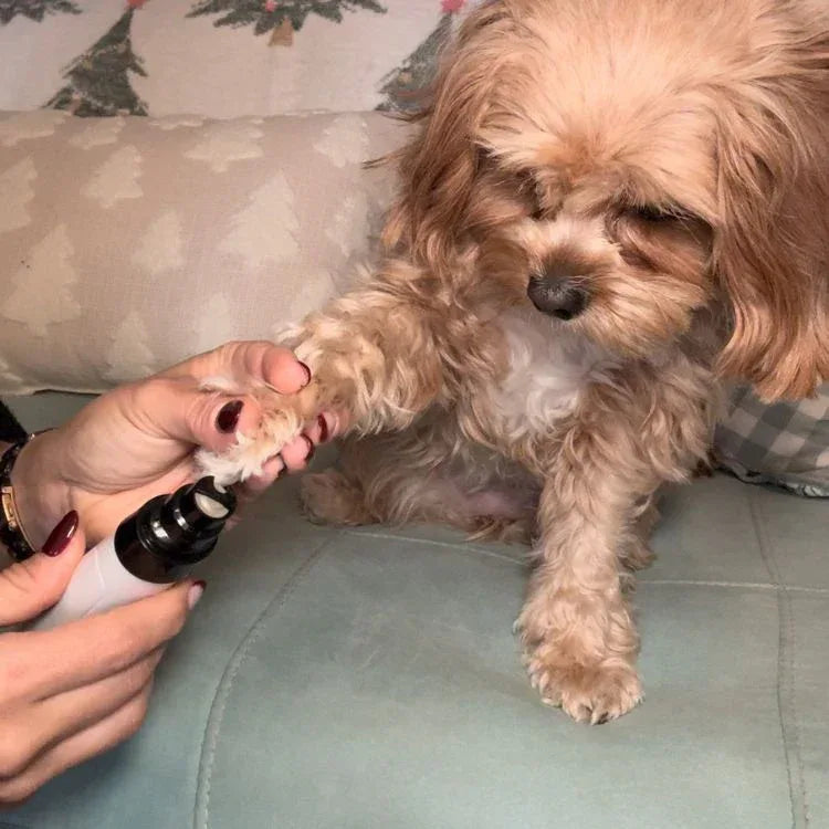 Electric Dog Nail Clippers™ - CalmPaws