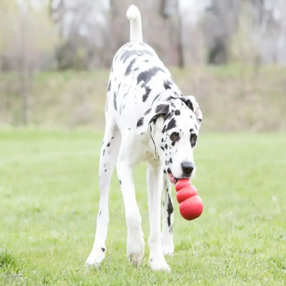 ClassicBounce™ Rubber Chew Toy